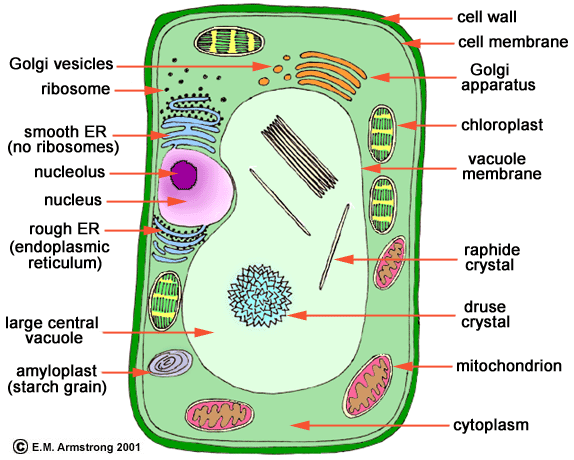 science year eight middle junior maroochydore high school